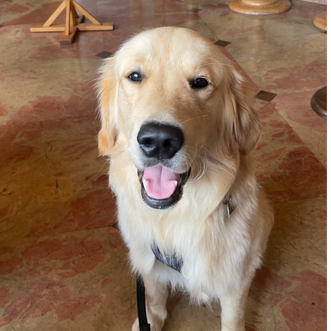 Hundefreundlichkeit im Alpenhotel Oberstdorf