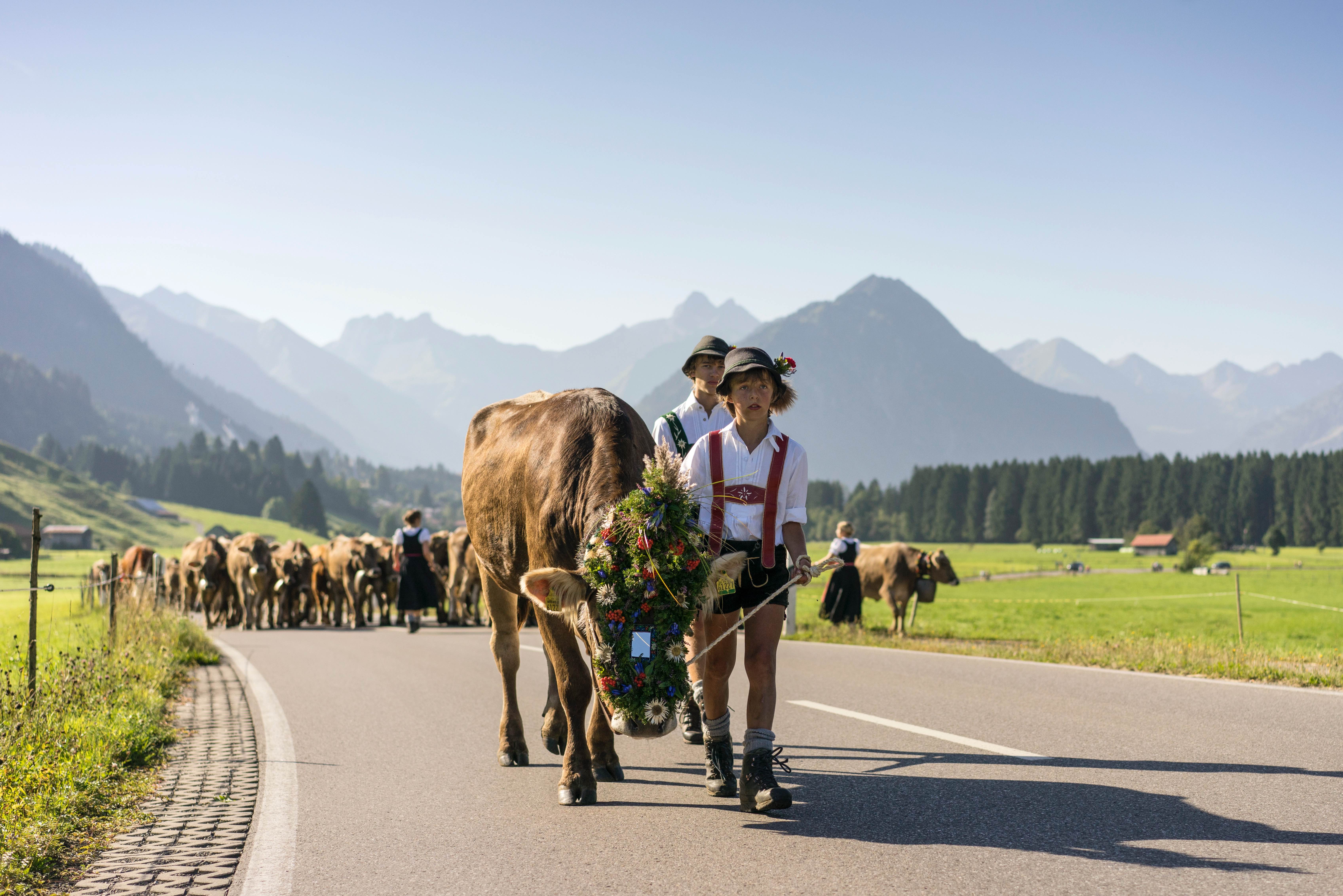 Viehscheid im Allgäu